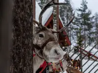 christmas Kategorie christmas Kategorie